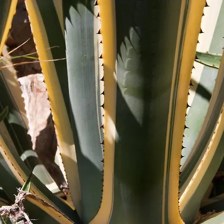 Paladin - Spacious With Pool Near Garden - 7 Min Walk * Tisno