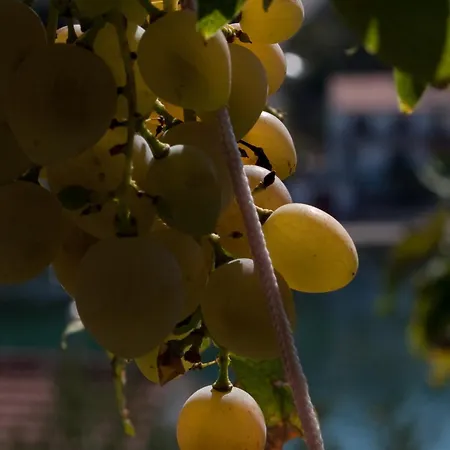 Paladin - Spacious With Pool Near Garden - 7 Min Walk *