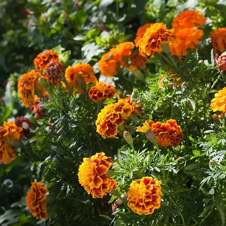 Villa Paladin - Spacious With Pool Near Garden - 7 Min Walk *