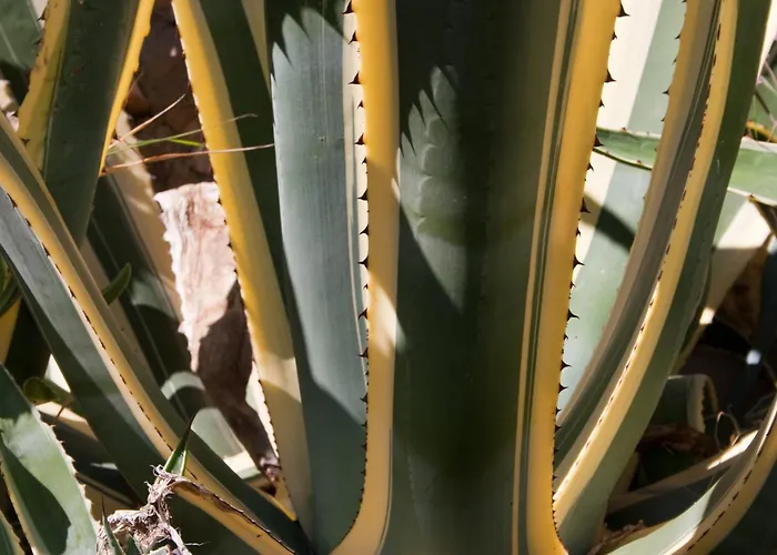 Paladin - Spacious With Pool Near Garden - 7 Min Walk * Tisno