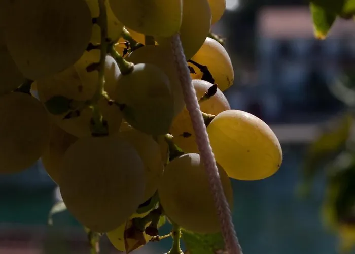 Paladin - Spacious With Pool Near Garden - 7 Min Walk *