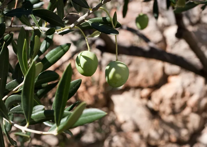 Paladin - Spacious With Pool Near Garden - 7 Min Walk *